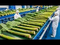 Lagu Inside a High-Tech Banana Stem Factory You’ve Never Seen Before