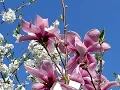 Magnolia soulangeana rustica rubra Magnolia x soulangeana Sunrise - 03052024