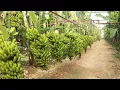 World's Most Expensive Banana - Japanese banana can eat peel - Amazing Japan Agriculture Technology