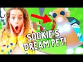 GETTING SOCKIE HER DREAM PET Mega Neon Meerkat in Adopt Me Roblox Gaming w The Norris Nuts