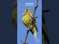 Download Lagu Suara kicauan burung Greenfinch sangat menakjubkan #suaraburung