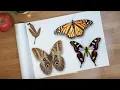 Hey Kidspace Why Do Butterfly Wings Have Patterns