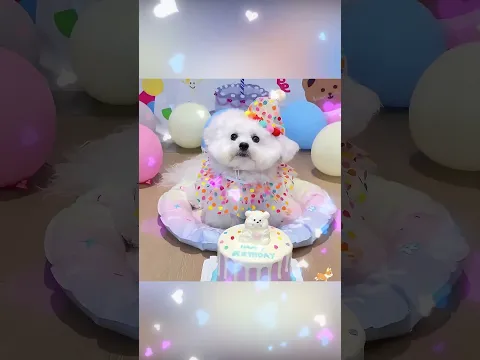 O cachorro floquinho