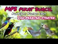 Download Lagu Mp3 Pikat Burcil Kombinasi Kolibri Ribut Dan Prenjak Ribut