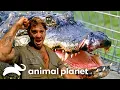 Steve Vs The Craziest Crocs He s Ever Encountered The Crocodile Hunter Animal Planet
