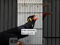 Download Lagu KING Burung Beo Gacor #shorts #viral #beo