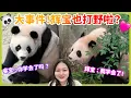 Download Lagu Panda World Breaking News! Hui Bao learned foraging? Rui Bao: She’s my student! Bao Family Everland