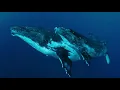 Whale Wisdom by Rick Rosenthal SBIFF 2020