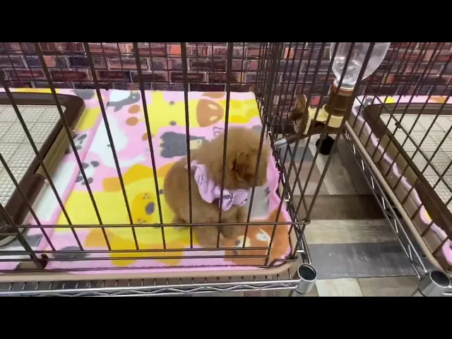 動画