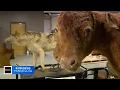 Want to see something odd Detroit Lakes museum celebrates weird historical artifacts