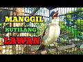 Download Lagu Suara burung kutilang gacor Memanggil lawan Ampuh buat pancingan kutilang agar bunyi