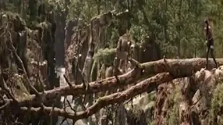 فلم الاكشن الغابه 