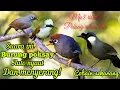 Download Lagu SUARA PIKAT DAN MASTERAN SEMUA BURUNG POKSAY RIBUT ALAM LIAR