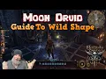Moon Druid Guide On How To Use Wild Shape In Baldur s Gate 3