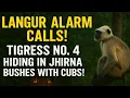 Download Lagu Langur Alarm Call! Tigress No. 4 Hiding in Bushes with Cubs! Jim Corbett National Park Jhirna Safari