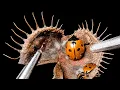 I Opened 8 Old Venus Flytraps What Was Still Inside 4K Macro