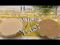 Instant Yeast vs Active Dry Yeast How to Activate Yeast