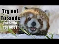 Funny red panda s Try not to laugh or smile 2018 Winter edition for Christmas