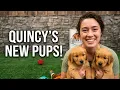 Quincy s Litter