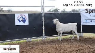                 دندنها