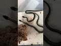 Blue puget garter snakes