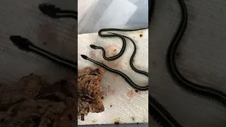 Blue puget garter snakes