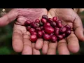 GEISHA COFFEE 藝伎咖啡怎麼發現的