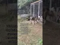 Download Lagu Griekenland Duitsland America Canada etc Landen waar we succesvol 300+ per jaar onze honden inzetten