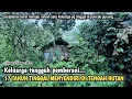 Download Lagu NEKAD, SATU KELUARGA PULUHAN TAHUN TINGGAL MENYENDIRI DI HUTAN DI PUNCAK GUNUNG YANG TERISOLASI...