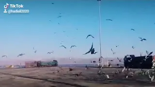 مقتطفات من ميناء العقبه الجديد 