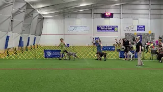 CH Windward s Royal Governor winning his AKC championship - Winners Dog 2022 Part 2