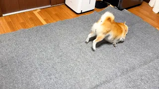 ホットカーペットが敷かれたというだけで、この調子の乗りようである。