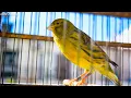 Download Lagu Your Canary will sing immediately - meet Mr. Six ! - Canary 's Training Song