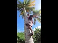 Download Lagu el TUMBA COCO 🥥🥥 a PIE 🦶 RASPAO 😱 Descalzo y Sin Seguridad.. Orgullo Boricua 🇵🇷