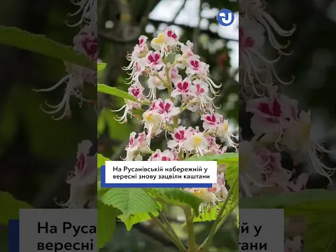 Каштани у Києві знову зацвіли: Русанівська набережна здивувала