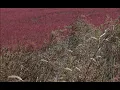 Eric Tingstad and Nancy Rumbel : Shenandoah