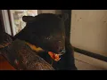 没网没电？ ！与世隔绝宫城深山的温泉旅馆| 灯宿 汤浜温泉 三浦旅馆