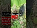 Download Lagu pikat garangan berburu garangan di konsumsi | petualangan anak kampung
