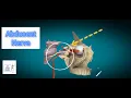 abducent nerve I Human Anatomy Tutorial