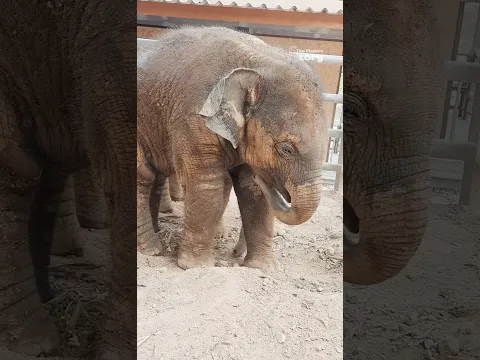 Baby Junior and Ton Nao Roll in the Dirt Like Powdered Elephants!
