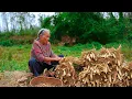 Lagu A rare food ingredient: bamboo yam | Guangxi Grandma