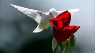 باسم الكربلائي مولد  صلوات صلوت على محمد  دندنها