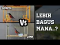 Download Lagu Perbedaan Konin Sumatra dengan Konin Jawa ❗Tonton Biar Gak Salah Pilih