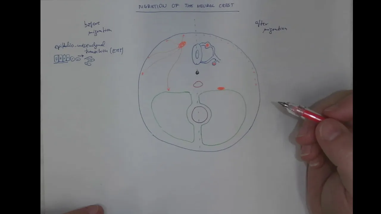 04_03 Migration and derivatives of the neural crest