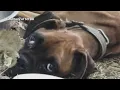 Tennessee boxer rescue group treats emaciated dog found in Alabama