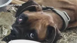 Tennessee boxer rescue group treats emaciated dog found in Alabama