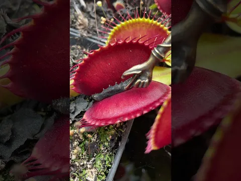 Hungry Venus Fly Traps --- how they work ??? CARNIVOROUS PLANT