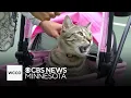 Minneapolis neighborhood cat tour attracts massive crowds