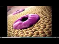 BioFlix Cellular Respiration