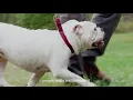 Dogwalkers Partner Profile TAPS No-Kill Animal Shelter
